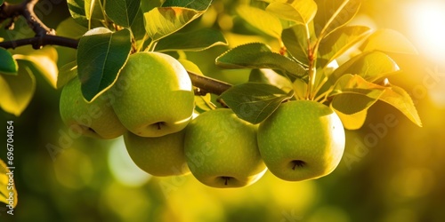 Green 3 apples on apple tree branch, bright rays of the very big sun , award-winning photography, professional color grading, sharp focus photo