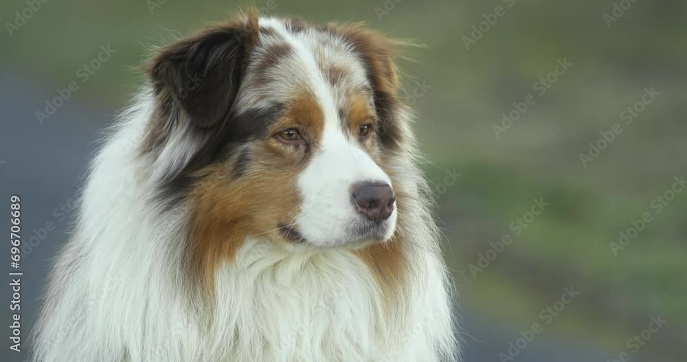 Portrait of Australian Red Merle Shepherd and his keen gaze pointing at the camera Portrait of Australian Red Merle Shepherd and his keen gaze pointing at the camera