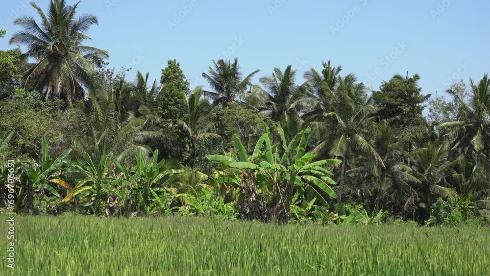 Palm tree forest along edge of tall mature rice shoots in green field Palm tree forest along edge of tall mature rice shoots in green field