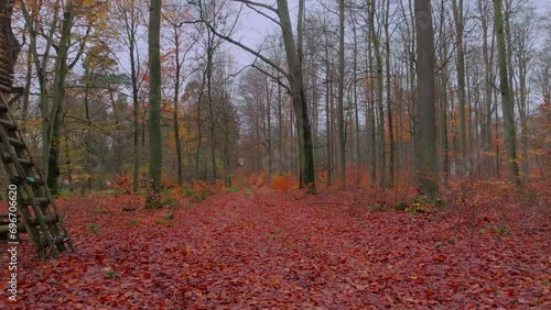Low camera flight forward on a forest path past a hunting lodge in late fall. The leaves are colorful, a forest in Western Pomerania, Germany photo