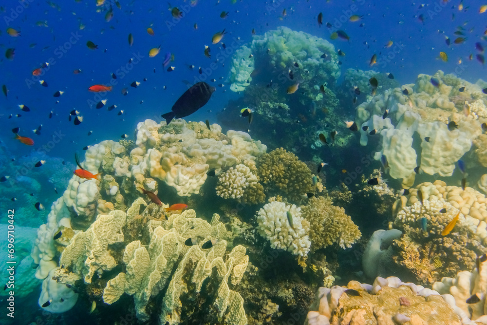 Fototapeta premium different fishes and corals during diving in the red sea in egypt