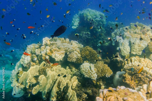 different fishes and corals during diving in the red sea in egypt