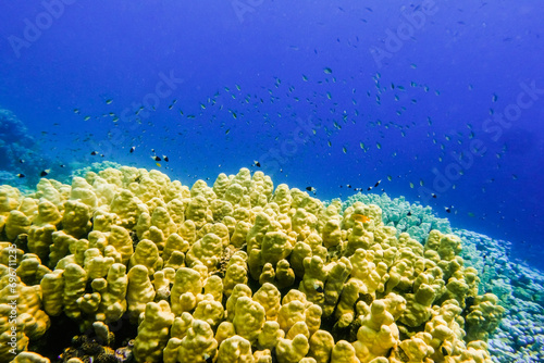 lot of little fishes over yellow corals in deep blue water