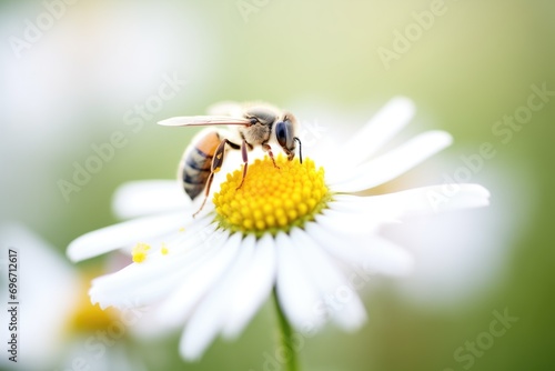 bee landing on a daisy