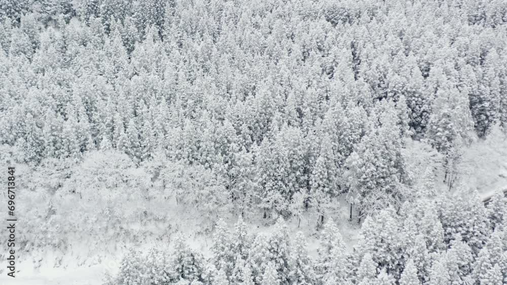 ドローン映像:雪化粧の杉林 ドローン映像:雪化粧の杉林