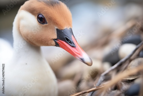 close-up of goose beak beside nest on riverbank photo