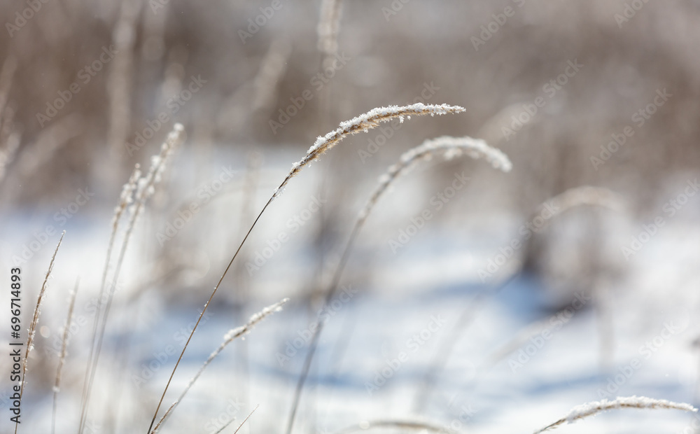 Dry grass in the snow in winter Dry grass in the snow in winter