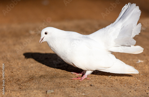 Portrait of a white pigeon on a farm