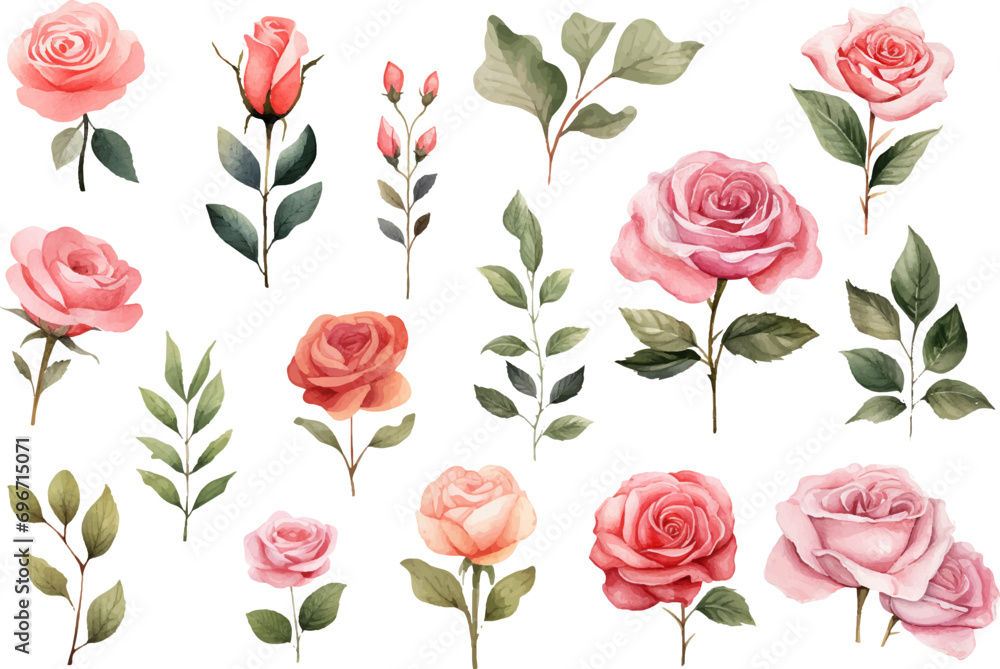 watercolor rose flower