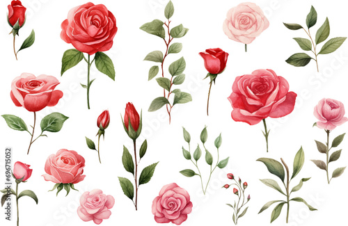 Rose Flower isolated watercolor illustration painting botanical art © asadul