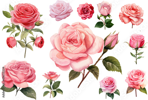 set red rose, beautiful flower on an isolated white background, watercolor vector illustration,