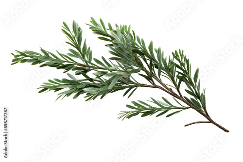 Snowy Pine Branch on Transparent Background.