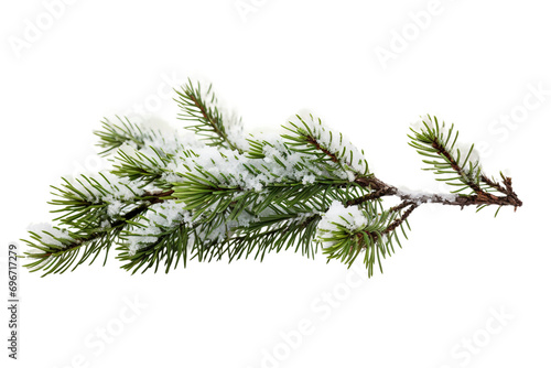Icy Fir Branch on Transparent Background.