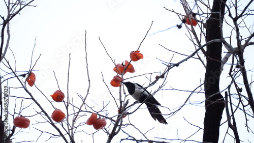 Fotografie bird on a branch, devouring persimmons.