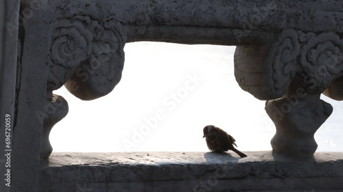 a bird sitting on a marble ancient fence, seemingly pondering photo