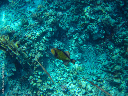 Balistoides viridescens in the expanses of the Red Sea coral reef