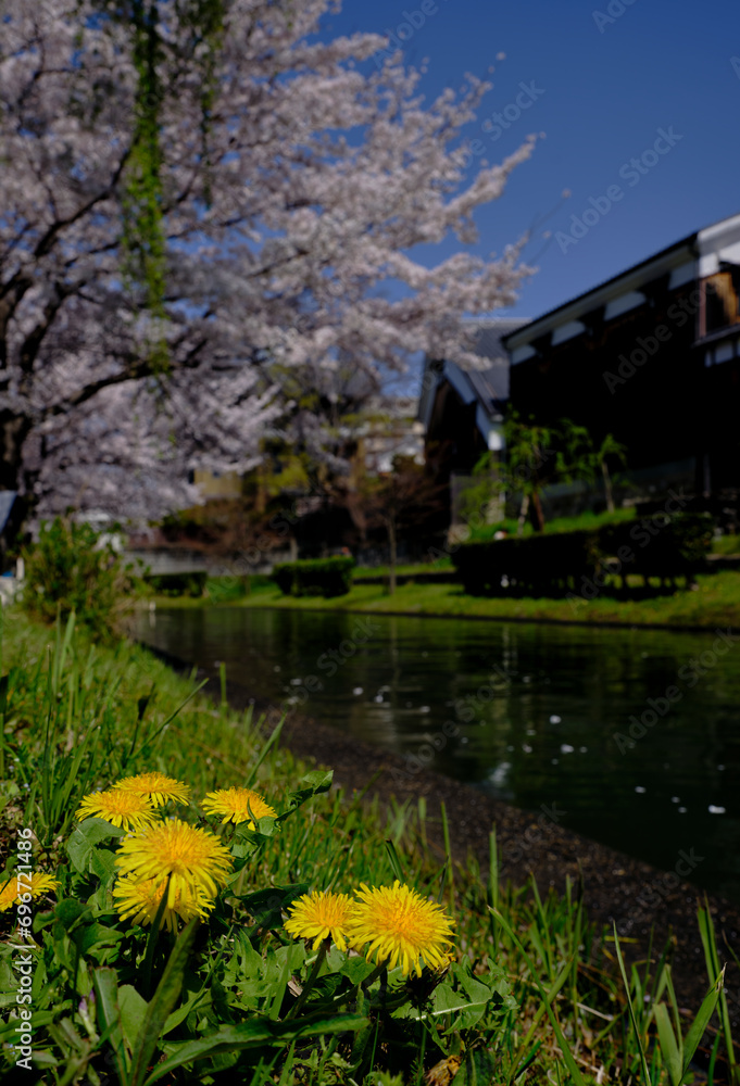 Obraz premium 春陽に映える可愛いタンポポの花と伏見の桜
