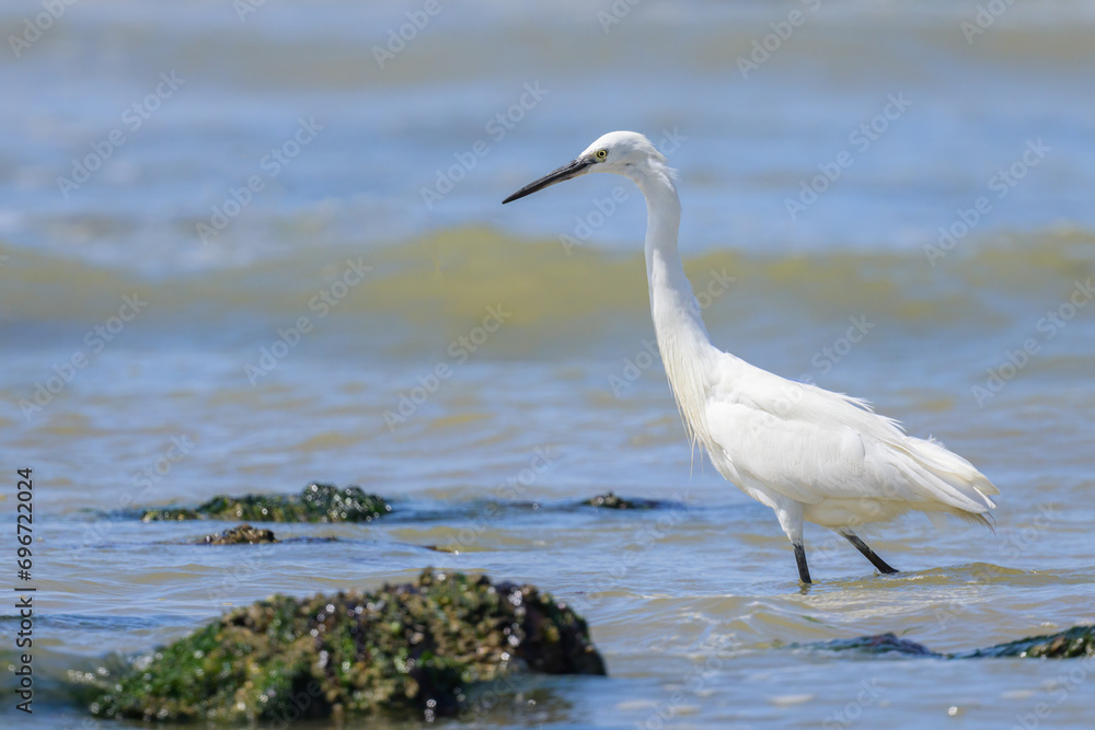 Fototapeta premium A Little Egret walking on the beach