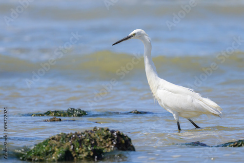 A Little Egret walking on the beach © Stefan