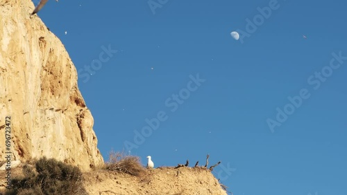 Flock of flying seagulls near Parque natural del Penon de Ifach in Calpe. Province of Alicante, Costa Blanca, Spain. photo