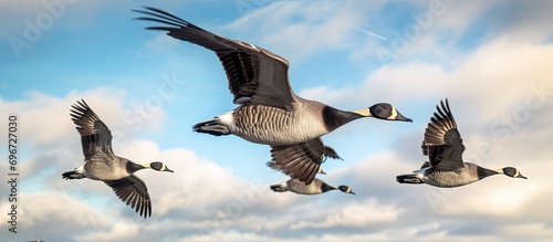 Flying group of Canadian geese moving