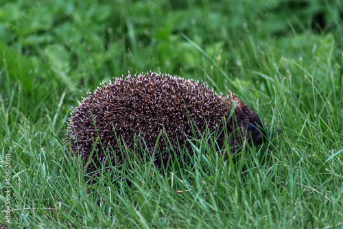 Hedgehog in the grass. Hedgehog. Scientific name, Erinaceus europaeus.