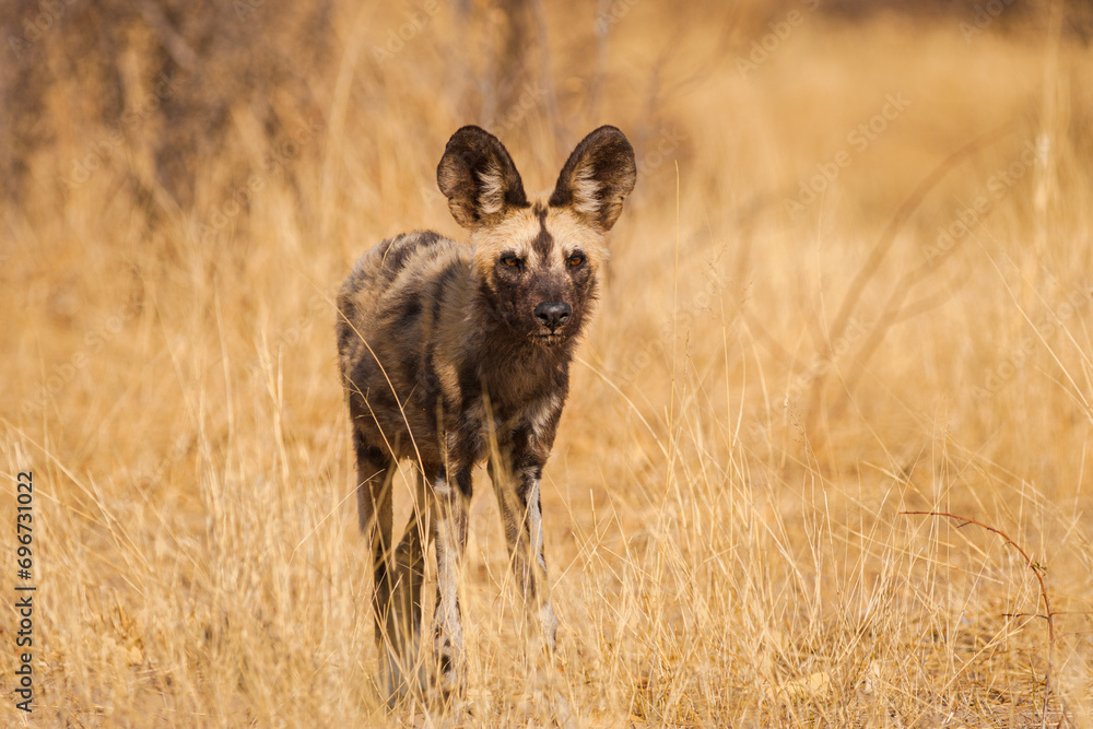 African wild dog (Lycaon pictus) in front view on savanna in tall grass African wild dog (Lycaon pictus) in front view on savanna in tall grass