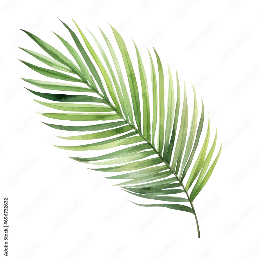 Watercolor illustration of palm leaf isolated on background. PNG transparent background. Watercolor illustration of palm leaf isolated on background. PNG transparent background.