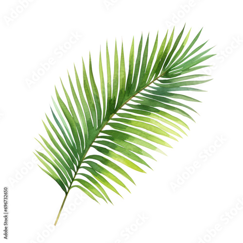 Watercolor illustration of palm leaf isolated on background. PNG transparent background