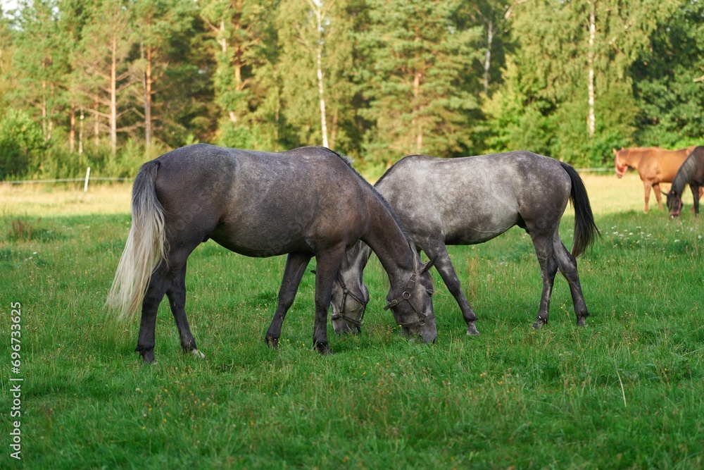 Agritourism. Horses Roaming the Pastures in Nature. Thoroughbred horses walking in a field. Horses on the farm. Agritourism and hippotherapy. Agritourism. Horses Roaming the Pastures in Nature. Thoroughbred horses walking in a field. Horses on the farm. Agritourism and hippotherapy.
