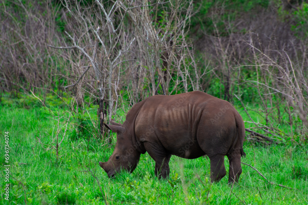 Fototapeta premium Pretty specimen of wild rhinoceros in the nature of South Africa