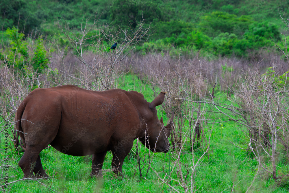 Pretty specimen of wild rhinoceros in the nature of South Africa Pretty specimen of wild rhinoceros in the nature of South Africa