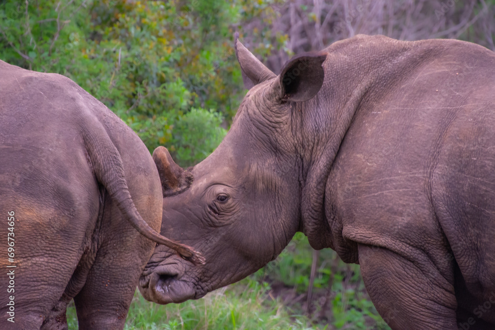 Obraz premium Pretty specimen of wild rhinoceros in the nature of South Africa
