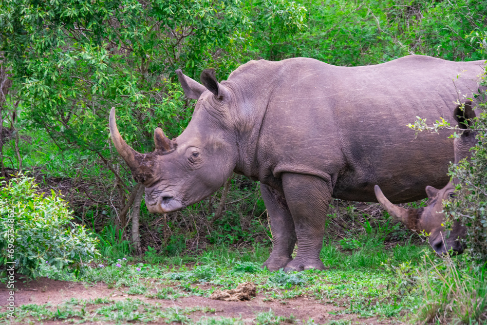 Obraz premium Pretty specimen of wild rhinoceros in the nature of South Africa