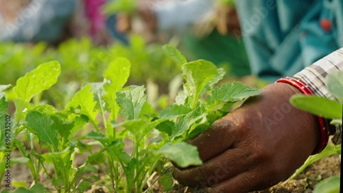 Slow motion close up of Indian women farmer harvesting fresh spinach on organic farm. 