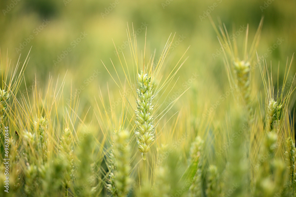 Wheat is growing in the field ,The wheat fields are under the blue sky and white clouds Wheat is growing in the field ,The wheat fields are under the blue sky and white clouds