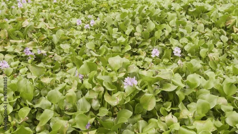African algae, Thanneermukkom Bund , flowers, African moss in profuse bloom African algae, Thanneermukkom Bund , flowers, African moss in profuse bloom