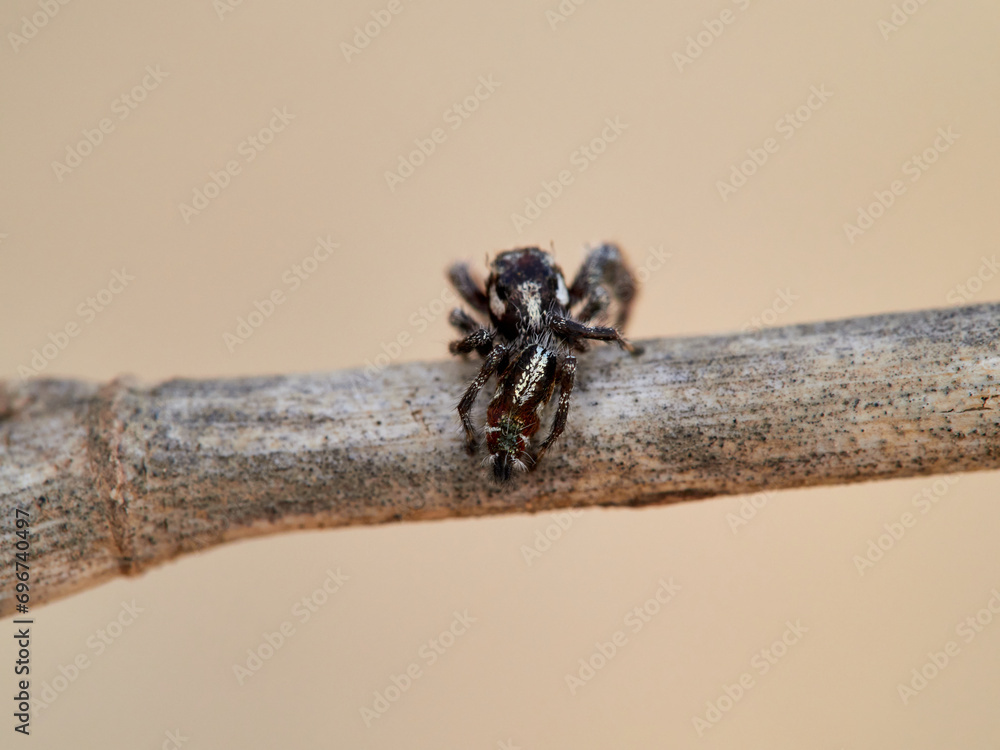 Small jumping spider on a plant. Thyene imperialis Small jumping spider on a plant. Thyene imperialis