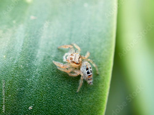 Small jumping spider on a plant. Thyene imperialis photo