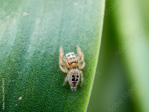 Small jumping spider on a plant. Thyene imperialis photo