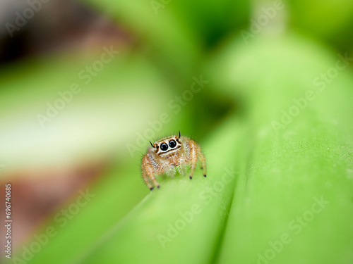 Small jumping spider on a plant. Thyene imperialis photo