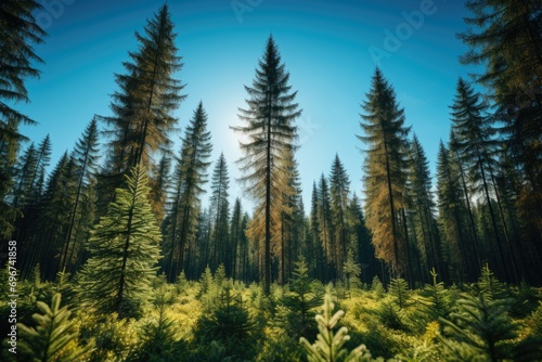 Beautiful tall pine tree forest, Generate with Ai