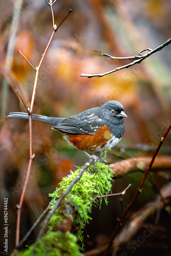 Spotted towhee standing on a branch
