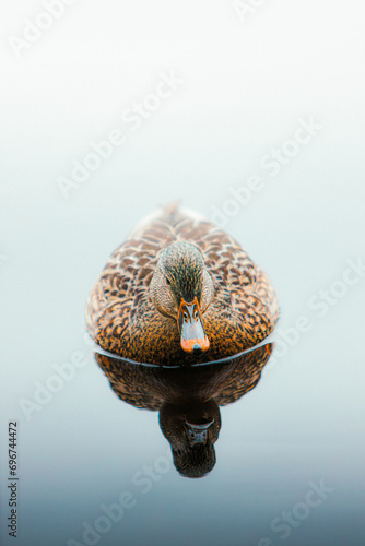 Duck swimming in a lake