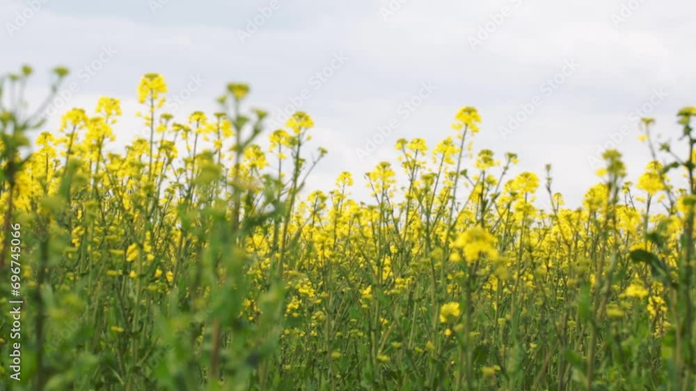 Yellow rapeseed sprouts on a large field, closeup Yellow rapeseed sprouts on a large field, closeup