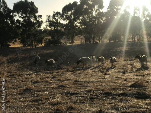 Australian Sheep © Elizabeth