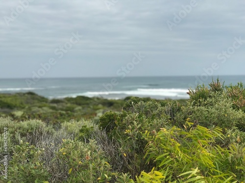 Australia Foliage