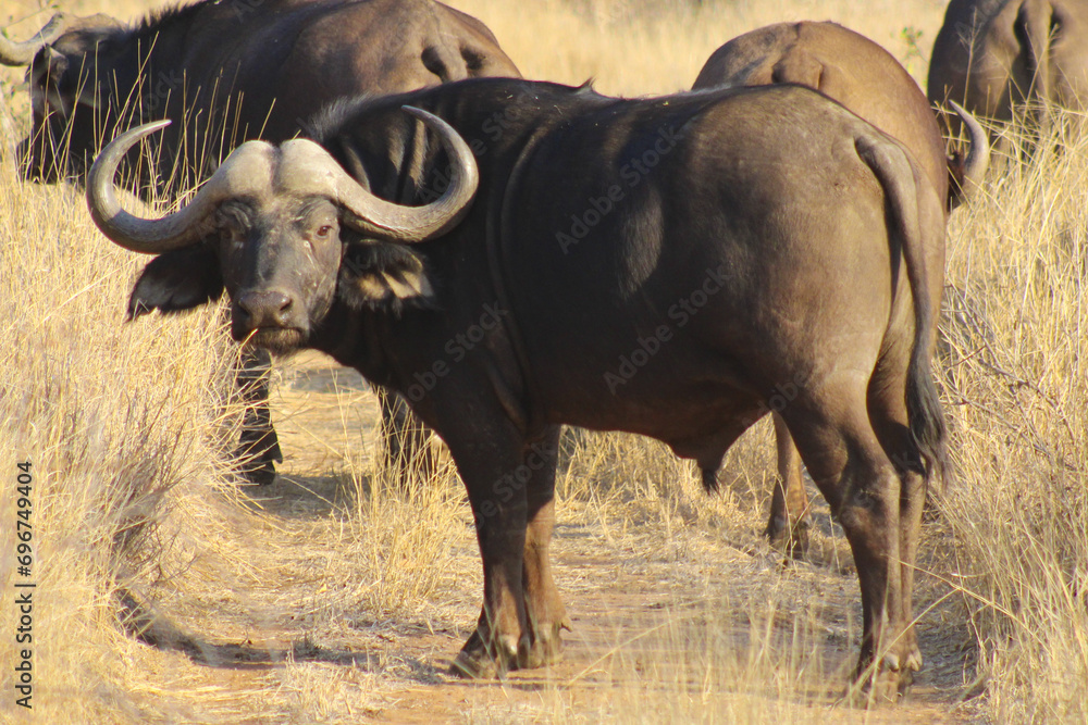African Buffalo in the Bush