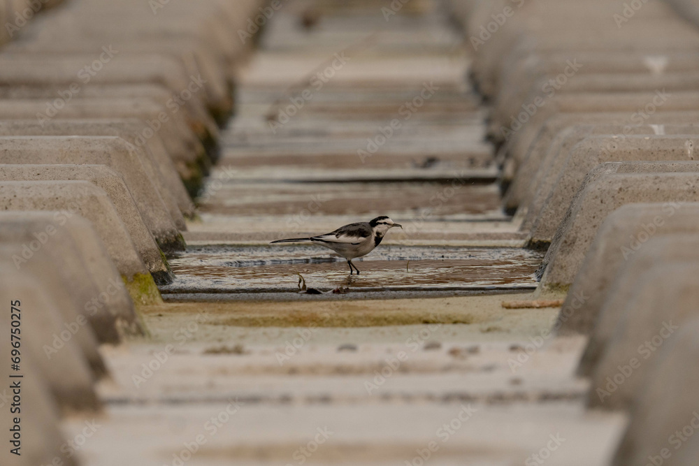 Fototapeta premium ハクセキレイ