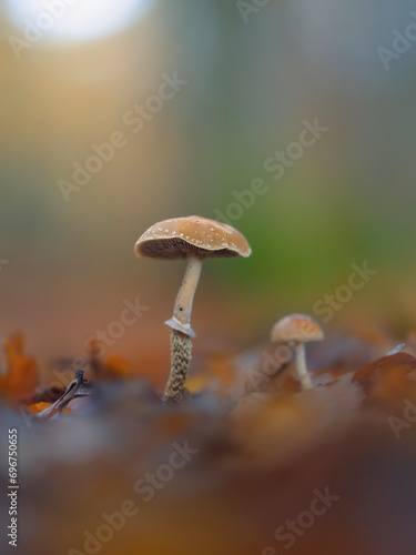 Pilze auf dem Waldboden